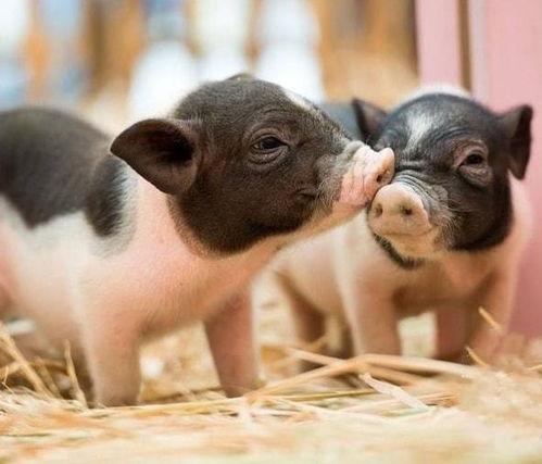 国产小香猪视频,带你领略田园风情