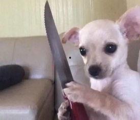 国产狗图片大全视频播放,图片大全视频中的欢乐瞬间